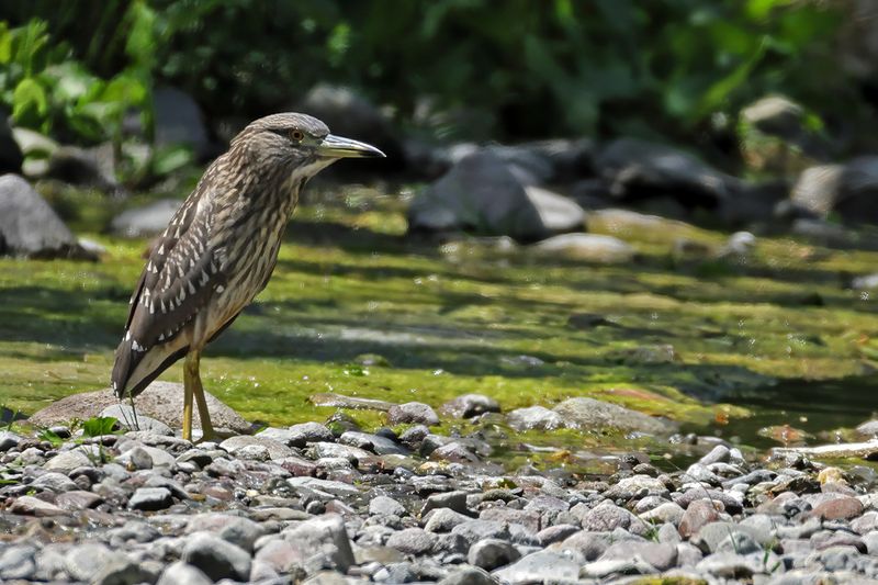 Black-crowned Night Heron ( Nycticorax nycticorax)