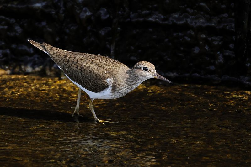 Common Sandpiper (Actitis hypoleucos)