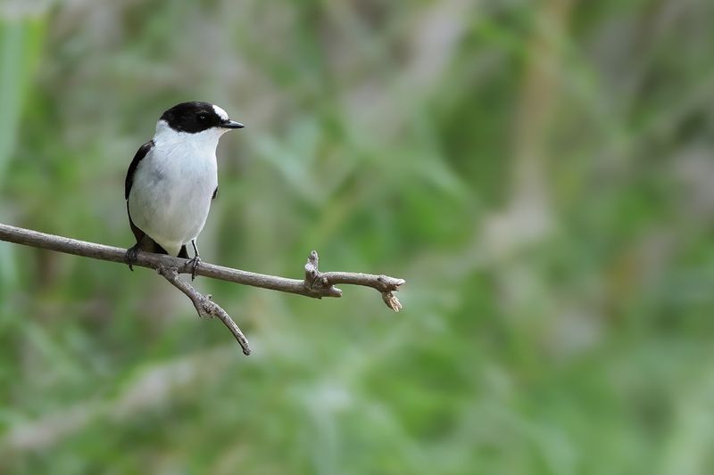 Collared flycatcher (Ficedula albicollis)