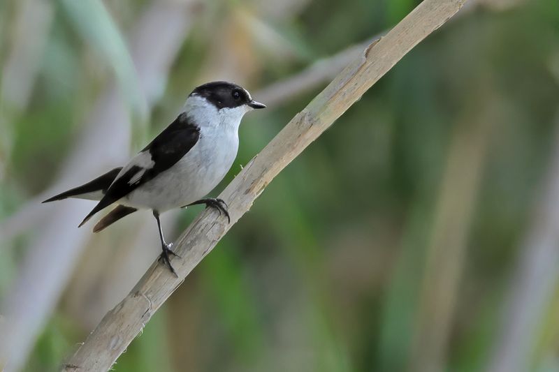 Collared flycatcher (Ficedula albicollis)
