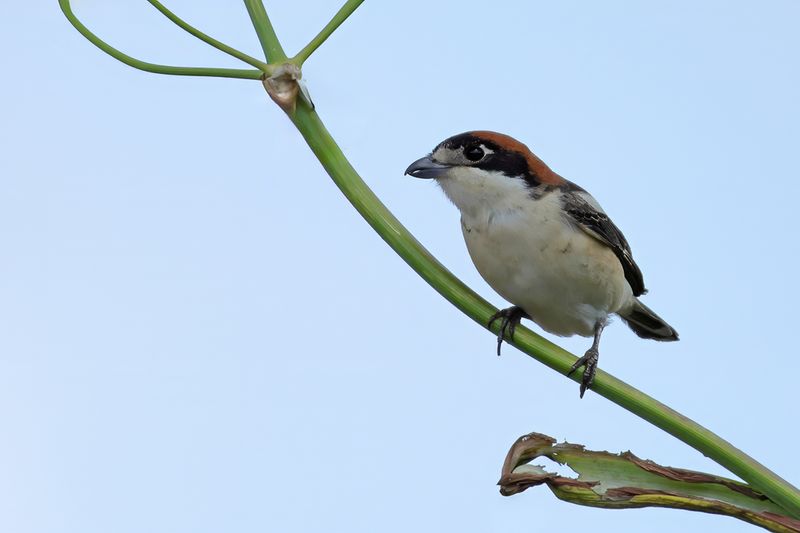 Woodchat Shrike (Lanius senator)