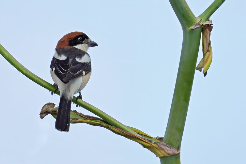 Woodchat Shrike (Lanius senator)