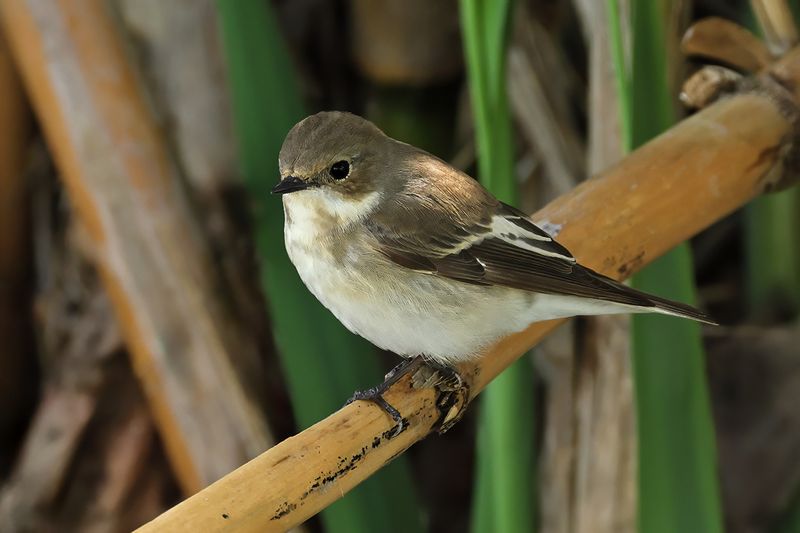 Pied Flycatcher (Ficedula hypoleuca)