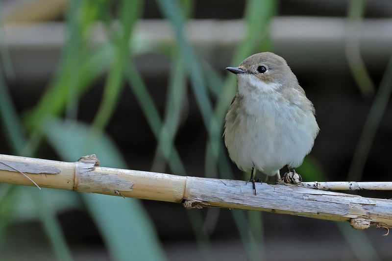 Pied Flycatcher (Ficedula hypoleuca)