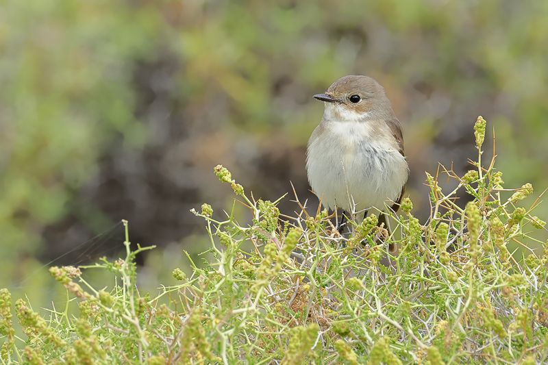Pied Flycatcher (Ficedula hypoleuca)