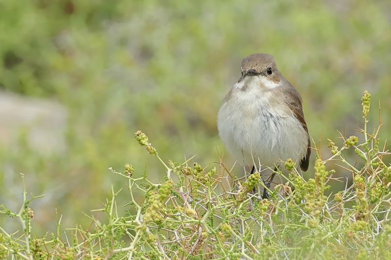 Pied Flycatcher (Ficedula hypoleuca)