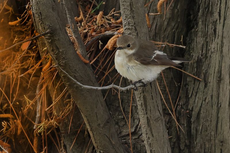 Pied Flycatcher (Ficedula hypoleuca)