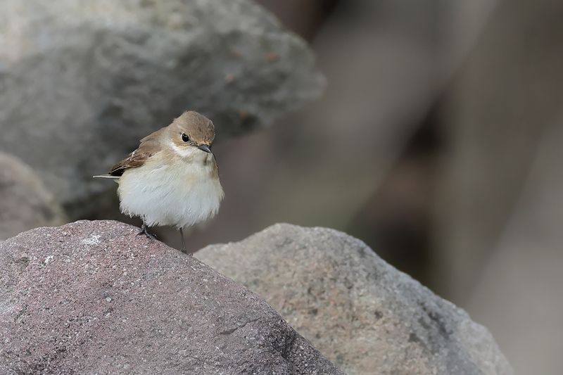 Pied Flycatcher (Ficedula hypoleuca)