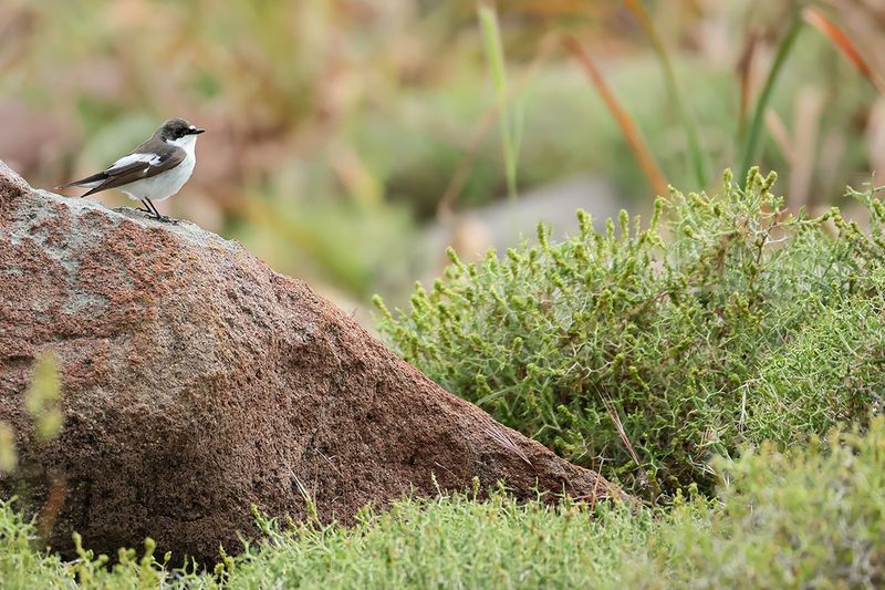 Flycatchers