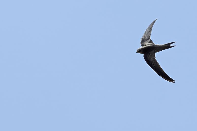 Pallid Swift (Apus pallidus)