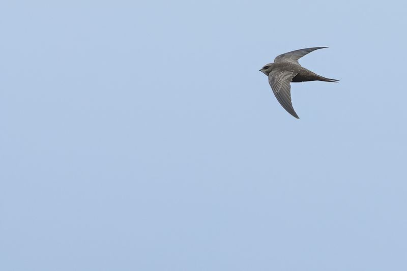 Pallid Swift (Apus pallidus)