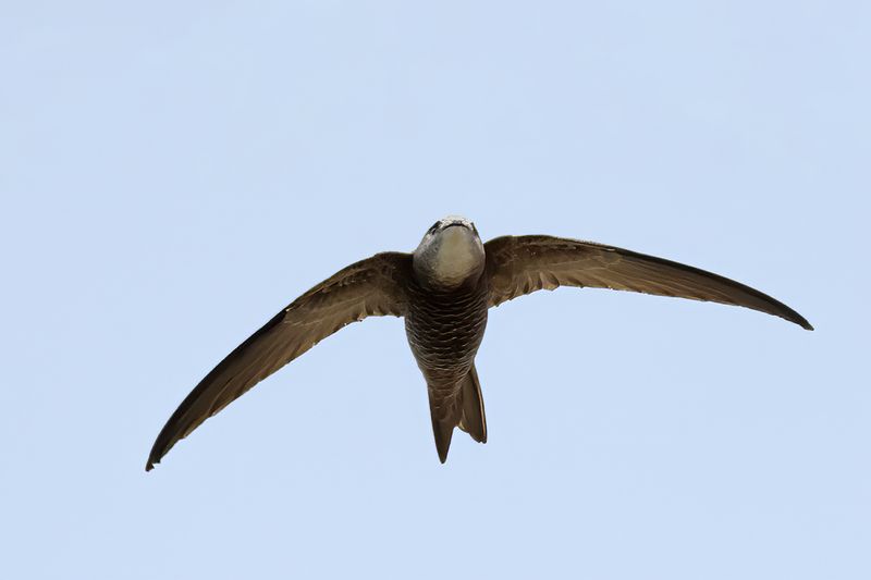 Pallid Swift (Apus pallidus)