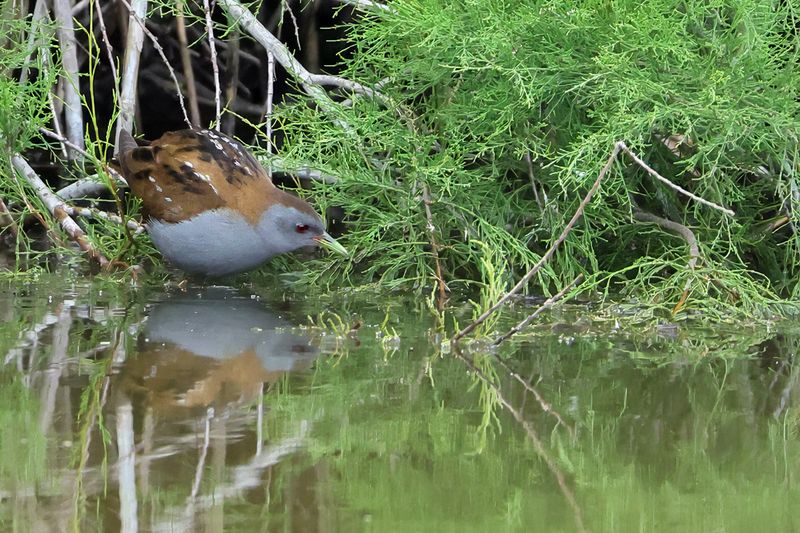 Little Crake (Zapornia parva) 