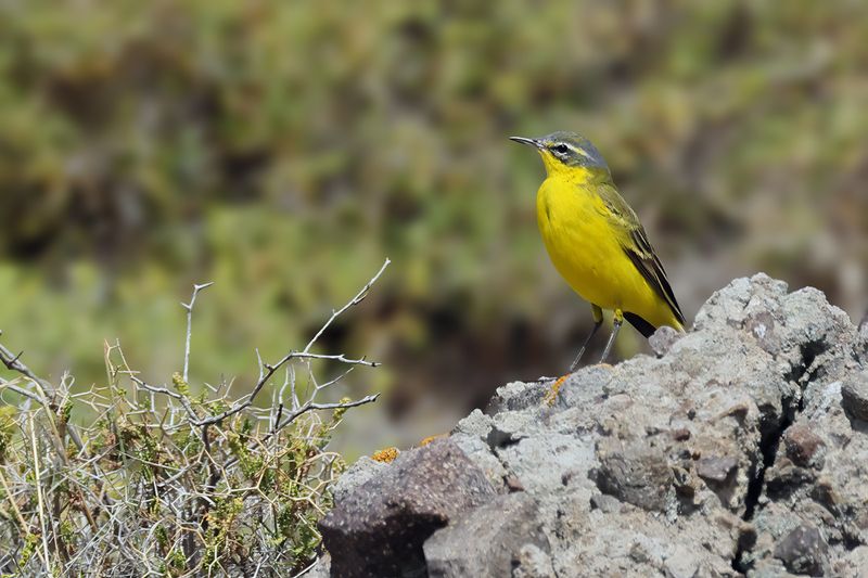 Yellow Wagtail (Motacilla - flava)