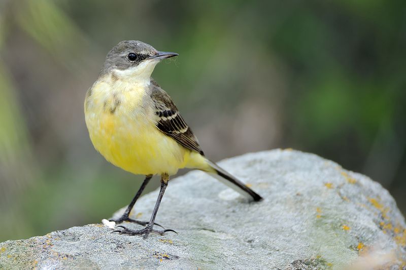 Yellow Wagtail (Motacilla - flava)