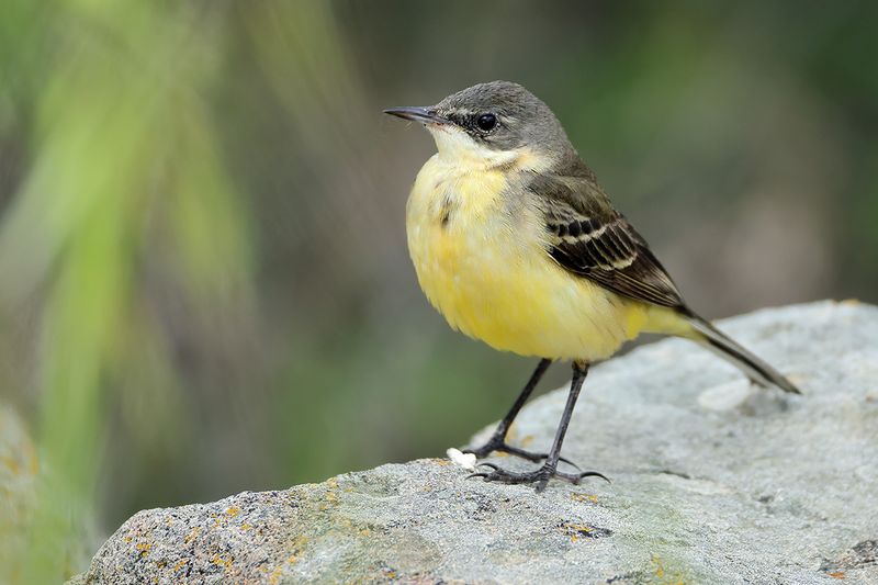 Yellow Wagtail (Motacilla - flava)