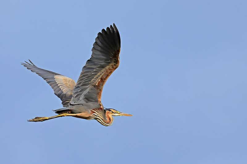 Purple Heron (Ardea purpurea)
