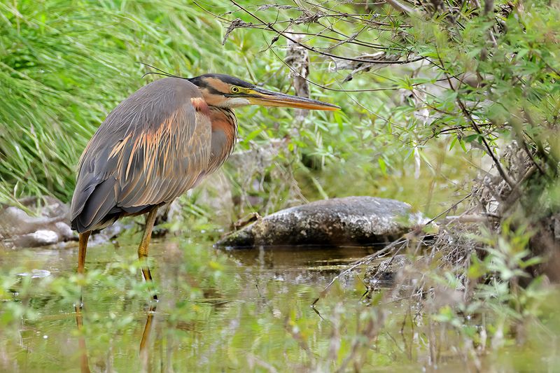 Purple Heron (Ardea purpurea)