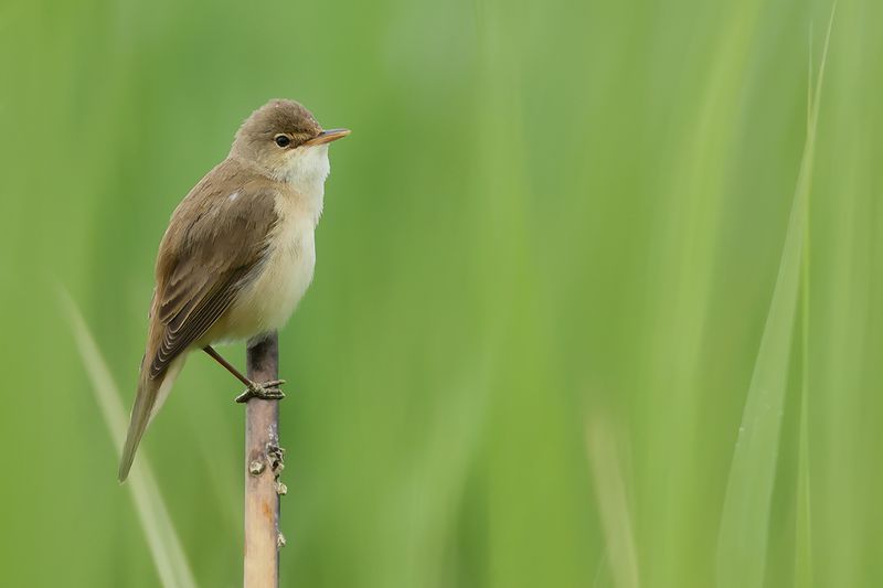 Eurasian Reed Warbler - (Acrocephalus scirpaceus)