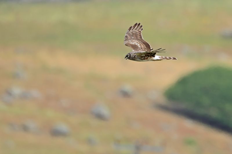 Hen Harrier (Circus cyaneus)