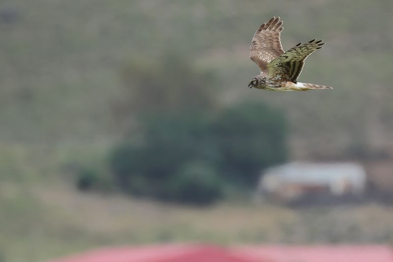 Hen Harrier (Circus cyaneus)