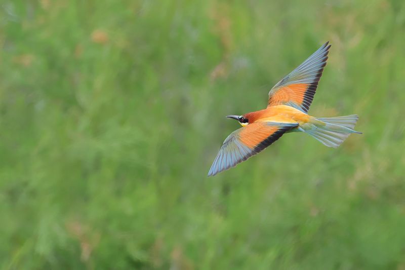 European Bee-eater (Merops apiaster)