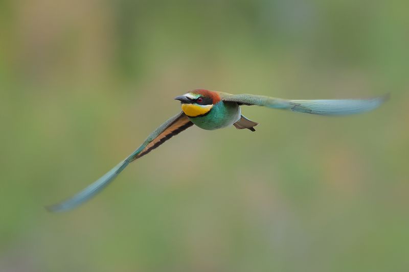 European Bee-eater (Merops apiaster)