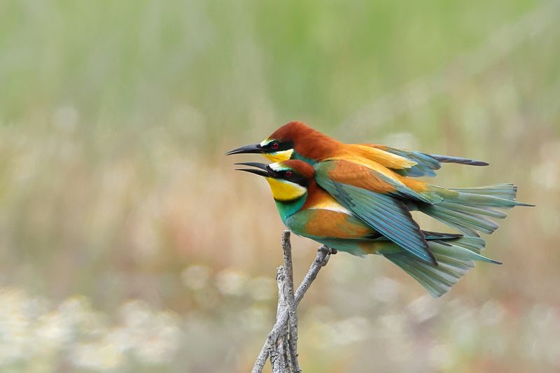 European Bee-eater (Merops apiaster)