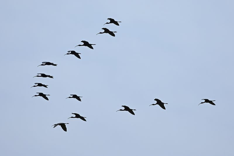Glossy Ibis (Plegadis falcinellus)