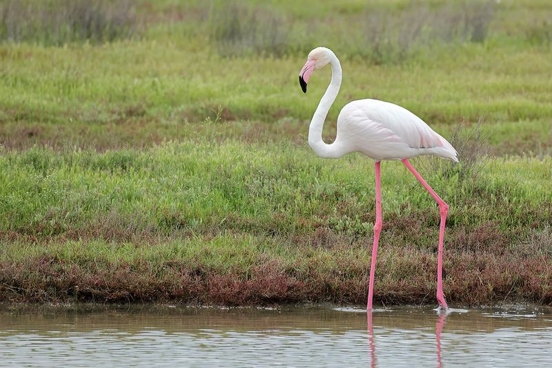 Flamingo (Phoenicopterus roseus)