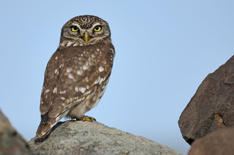 Little Owl (Athene noctua)
