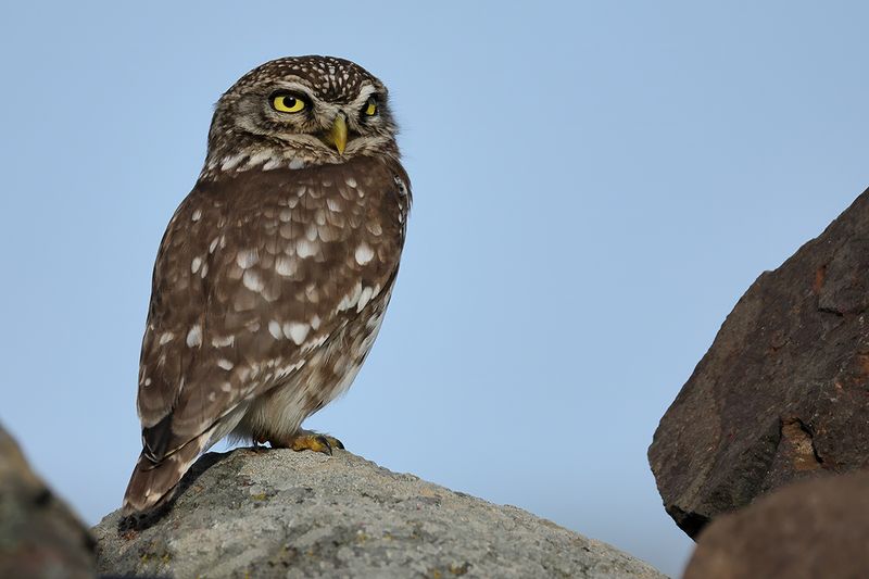 Little Owl (Athene noctua)