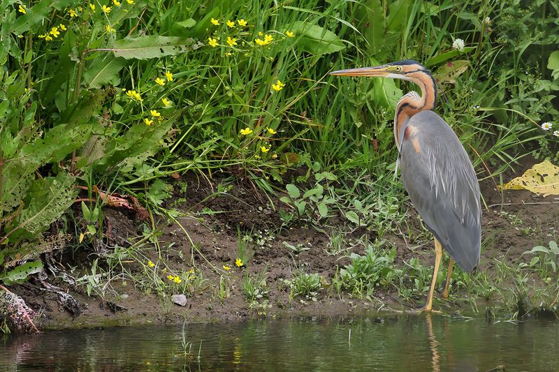 Purple Heron (Ardea purpurea)