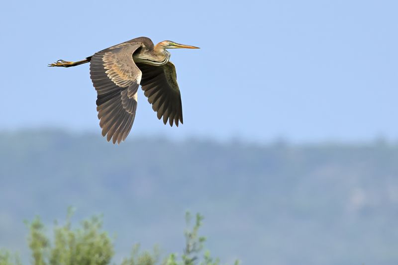 Purple Heron (Ardea purpurea)
