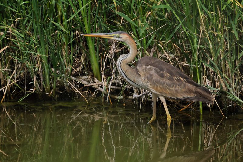 Purple Heron (Ardea purpurea)