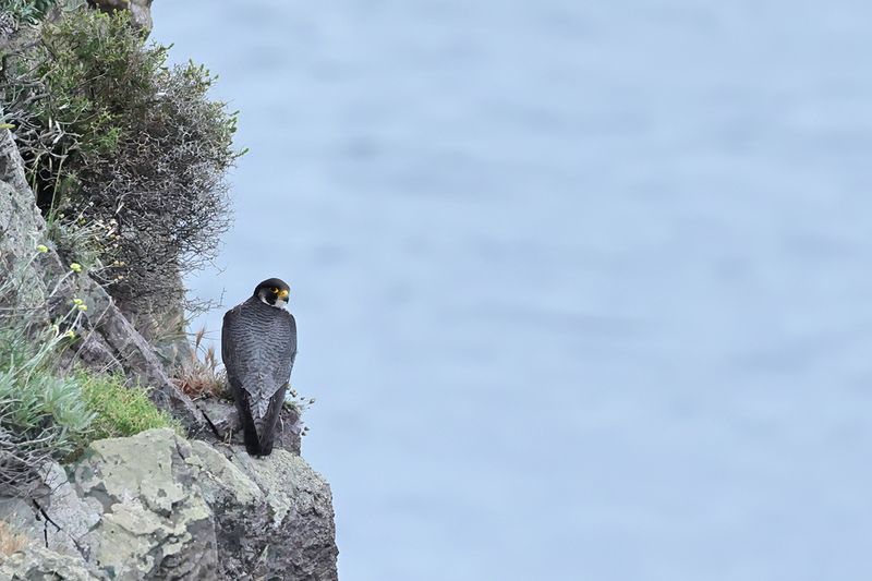 Peregrine Falcon (Falco peregrinus)