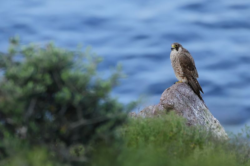 Peregrine Falcon (Falco peregrinus)