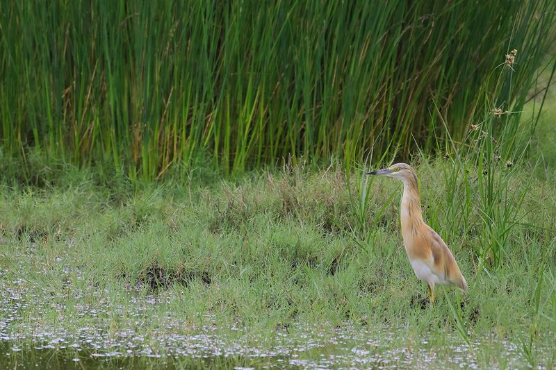 Squacco Heron (Ardeola ralloides)