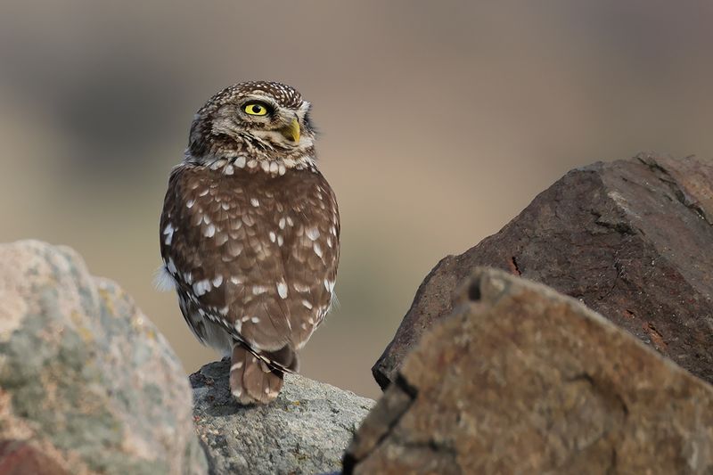 Little Owl (Athene noctua)