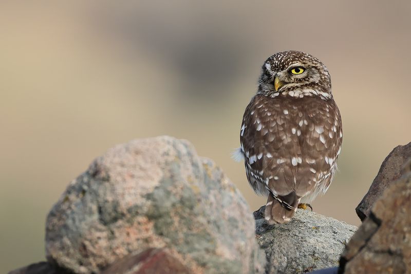 Little Owl (Athene noctua)