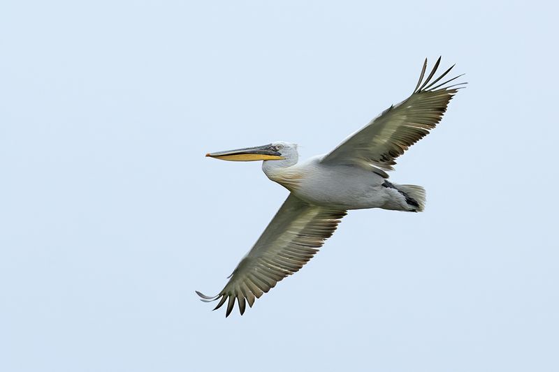 Dalmatian pelican (Pelecanus crispus)