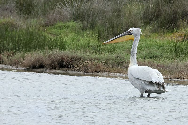 Dalmatian pelican (Pelecanus crispus)