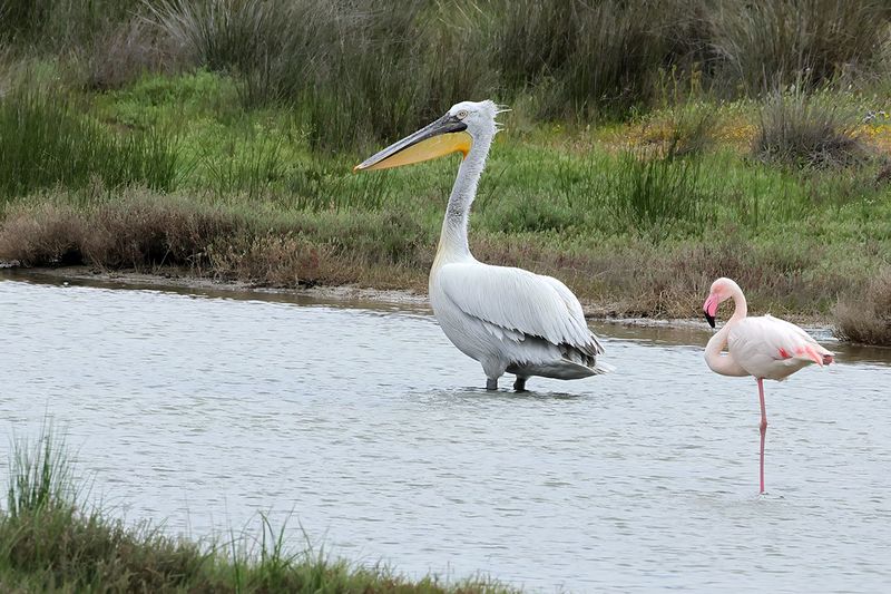 Pelicans