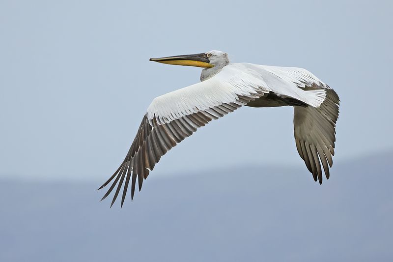 Dalmatian pelican (Pelecanus crispus)
