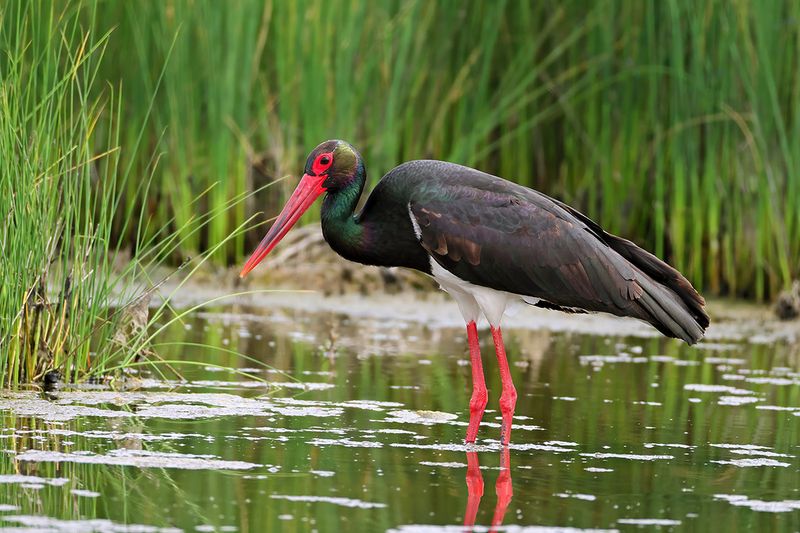 Black Stork (Ciconia nigra)