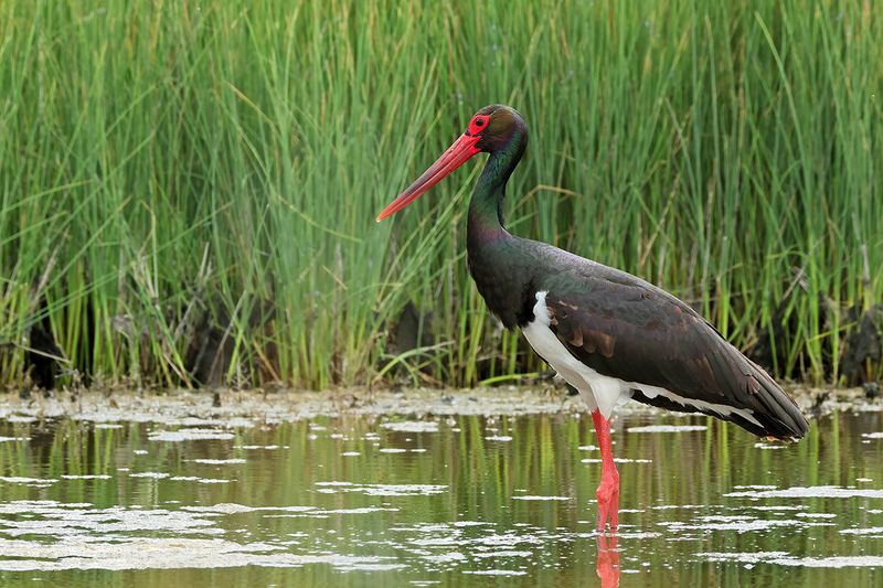Black Stork (Ciconia nigra)