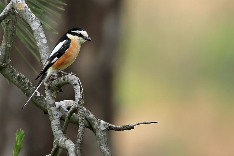 Masked shrike (Lanius nubicus)