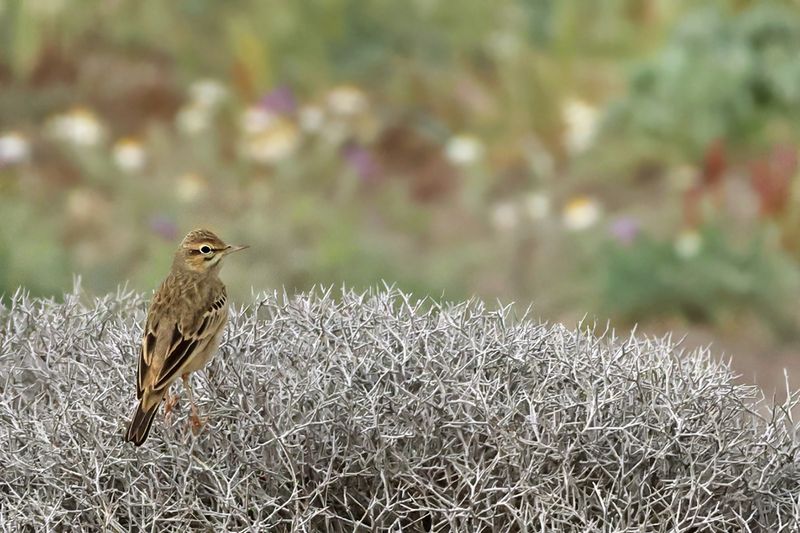 Tawny Pipit (Anthus campestris)