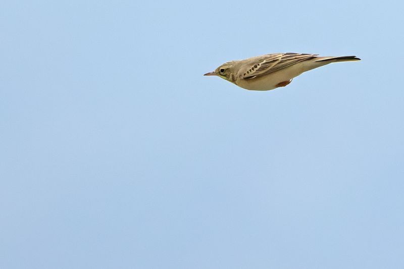Tawny Pipit (Anthus campestris)