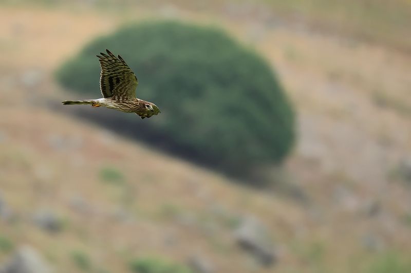 Montagu's Harrier (Circus pygargus)